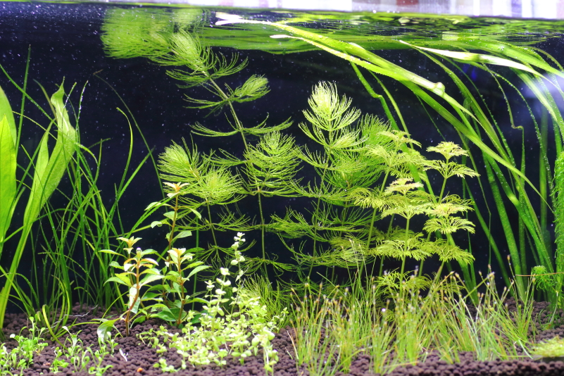 植栽から3日目　マツモ